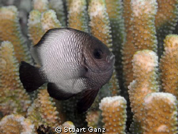 Domino Damsel Fish by Stuart Ganz 